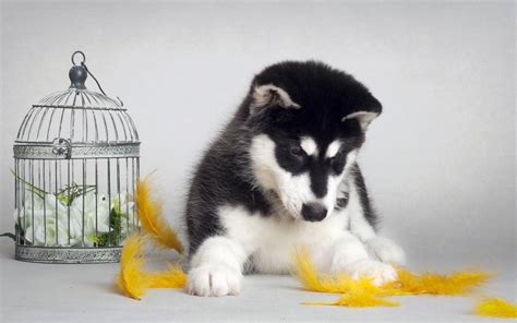 Husky Puppy Wallpapers - Wallpaper Cave