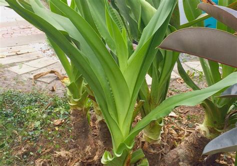 Pruning crinum lily | Miss Smarty Plants