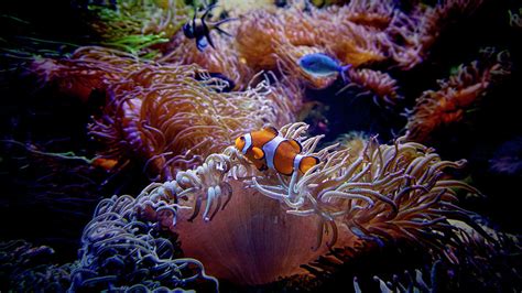 Finding Nemo the Clown Fish Photograph by Waterdancer - Fine Art America