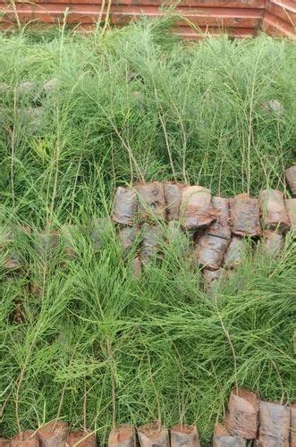 surve tree plant   price  east godavari  sri lakshmi nursery