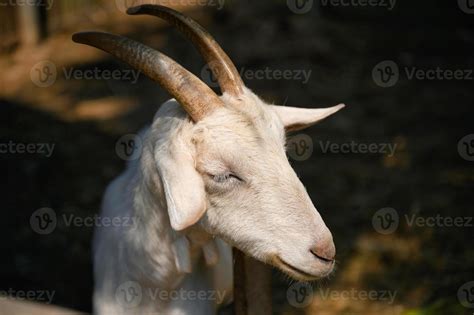 Male Goat Stock Photos Images And Backgrounds For Free Download