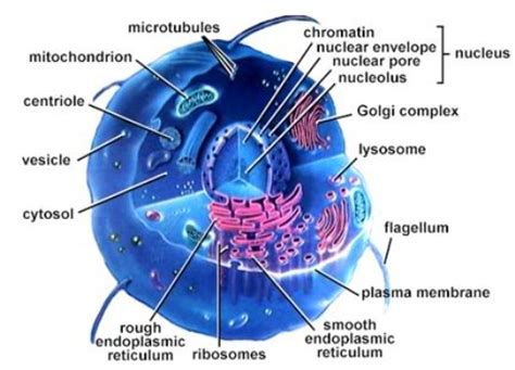 10 Facts about Cell Structure and Function | Fact File