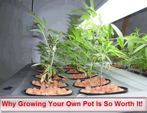 Why Growing Your Own Pot Is Worth it!