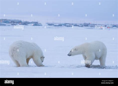 Polar Bear Ursus Maritimus Collard Sow And Cub Curious On Newly