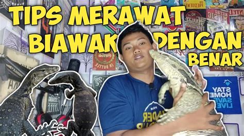 Cara Menjinakan Biawak Agar Terbiasa Dengan Manusia Youtube