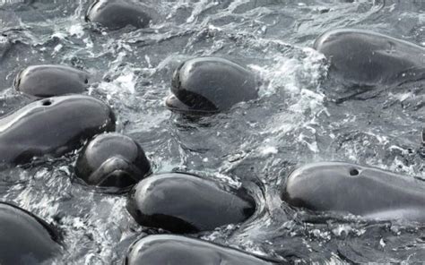 Mueren Ballenas Piloto Que Quedaron Varadas En Una Playa Al Suroeste