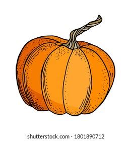 Hand Drawn Vector Pumpkins Set Bright Stock Vector Royalty Free