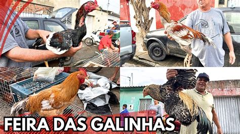 A MAIOR FEIRA DAS GALINHAS DE ARAPIRACA ALAGOAS Nordeste NA FUMAJEIRA