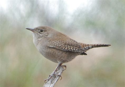 Cucarachero Común Guía De Aves De La Universidad Militar Nueva Granada