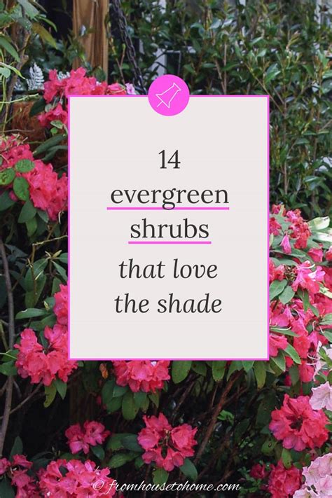 Evergreen Shrubs For Shade (That Look Good All Year)