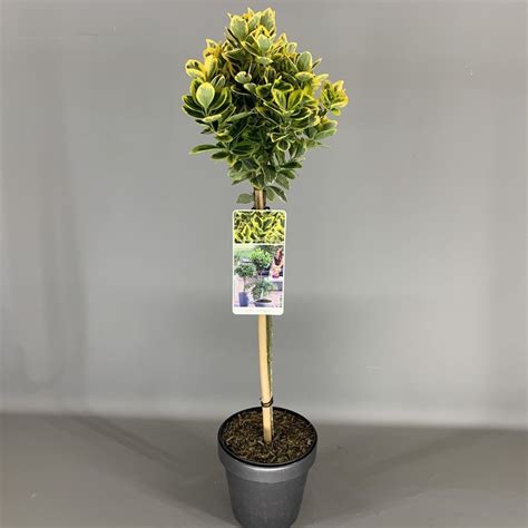 Euonymus Japonicus Marieke Plant Wholesale Floraccess