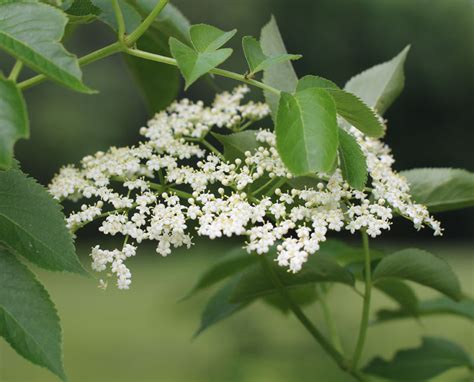 Sambucus Nigra Ssp Canadensis American Black Elderberry At Toadshade