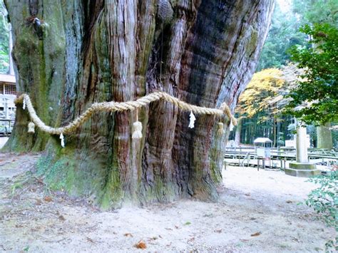 樹齢3000年 日本一のデカ杉ィィイ 高知県大豊町「杉の大杉」 住みたい田舎のトラベラー