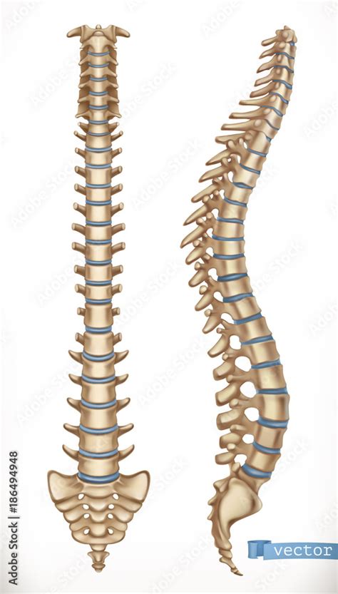 Spine structure. Front and side view. Human skeleton, medicine. 3d vector icon Stock Vector ...