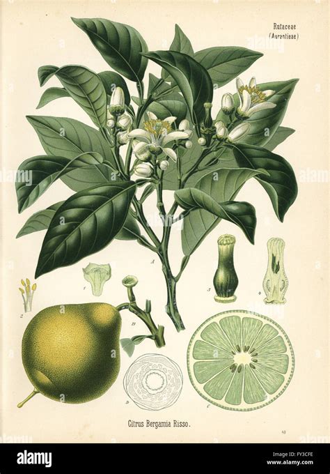 Bergamot Orange Citrus Bergamia Chromolithograph After A Botanical