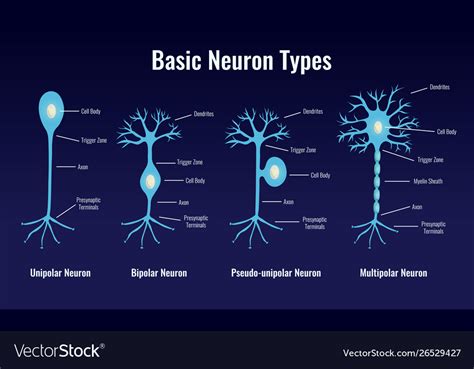 Basic Neuron Types Composition Royalty Free Vector Image