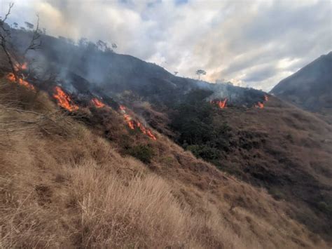 Incendio Forestal Consumi Hect Reas De Plantaci N De Pinos Diario