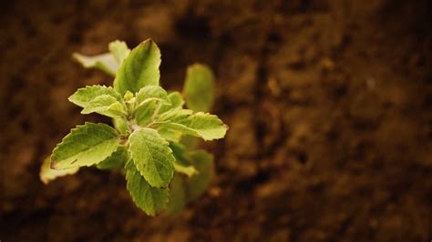 Why Are My Mint Leaves Turning Black Everything You Need To Know To