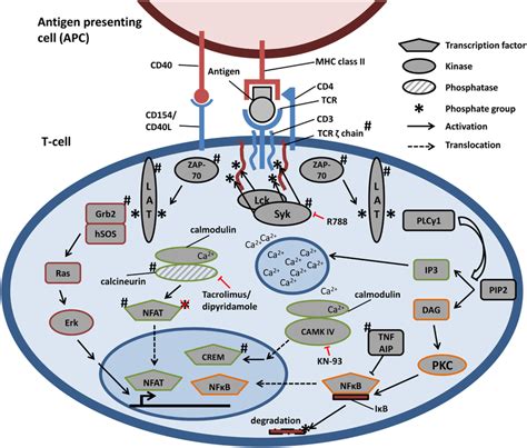 Schematic Representation Of Tcr Signaling Pathways And Aberrancies In