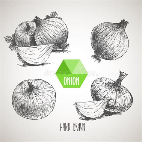 Onion Hand Drawn Illustration Vintage Retro Background With Hand Drawn