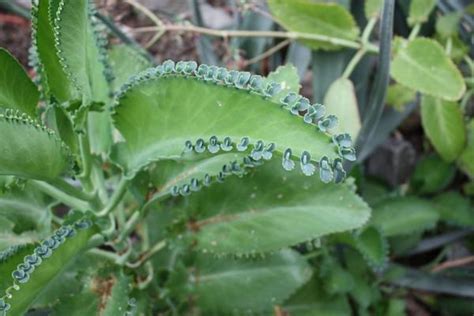 Planta Kalanchoe Cuidados Y Para Qu Sirve Gu A Completa Con V Deo