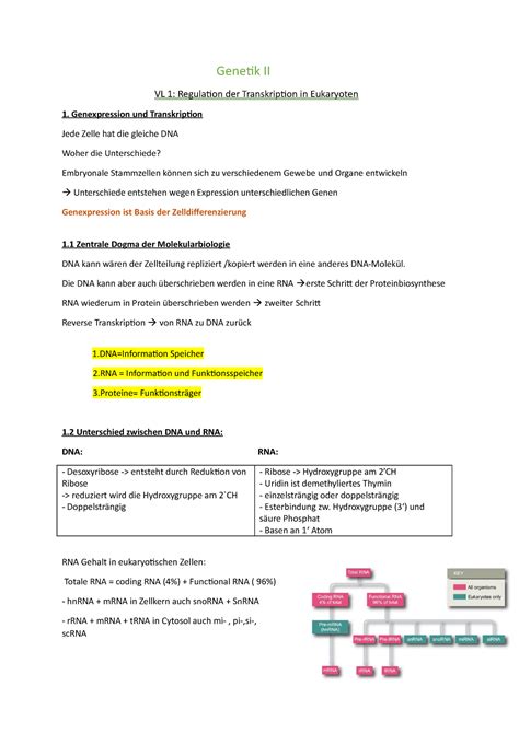 Genetik Ii Vl Zusammenfassung Genetik Ii Vl Regulation Der