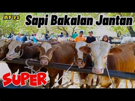 HARGA SAPI BAKALAN TERBARU 2023 DI PASAR WAGE BUMIAYU HARI INI YouTube