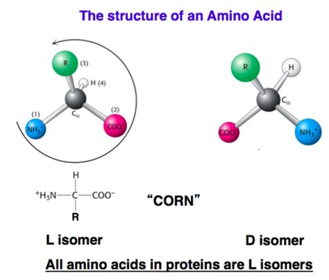 Amino Acids Peptides And Proteins I Ii Iii Flashcards Quizlet