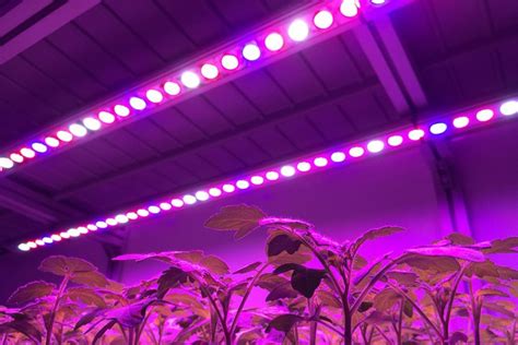 Led Lighting Solutions For Your Greenhouse Greenhouse Grower