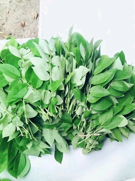 Jual Promo Daun Gamal Segar 1 Kg Gratis 1 Batang Bibit Stek Pohon