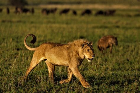 Serengeti National Park Tours| Tanzania Safari Tours | Serengeti ...