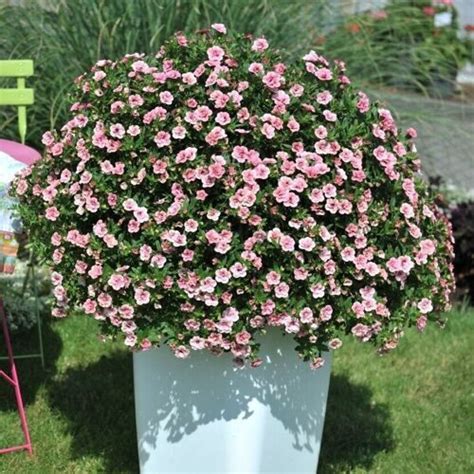 Калибрахоа Aloha Double Pink
