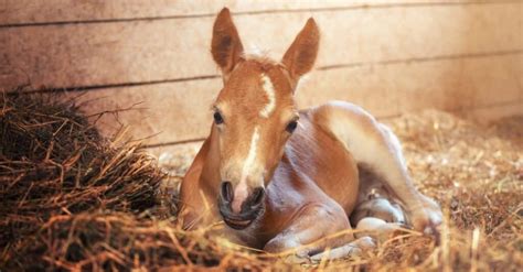 Whats A Baby Horse Called And 4 More Amazing Facts A Z Animals