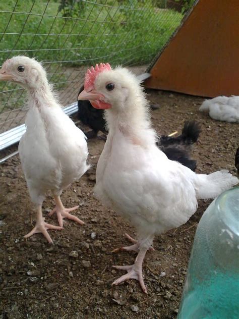 Leghorn Chicken Breeds Mediterranean Pinterest