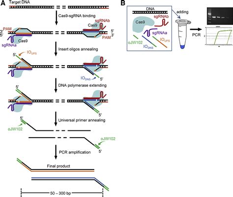 A One Pot Crisprcas9 Typing Pcr For Dna Detection And Genotyping The