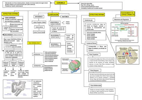 Mapa Conceptual Cerebelo Diencefalo Est· Ubicado En La Fosa Craneal Posterior Situado En La