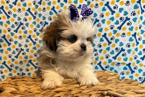 Milly Shih Tzu Puppy FF5BC4 Pawrade