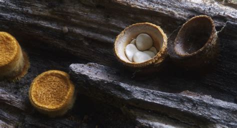 Wildeep S Illuminations Birds Nest Fungus