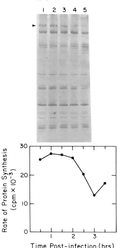 Figure From Inhibition Of Hela Cell Protein Synthesis Following