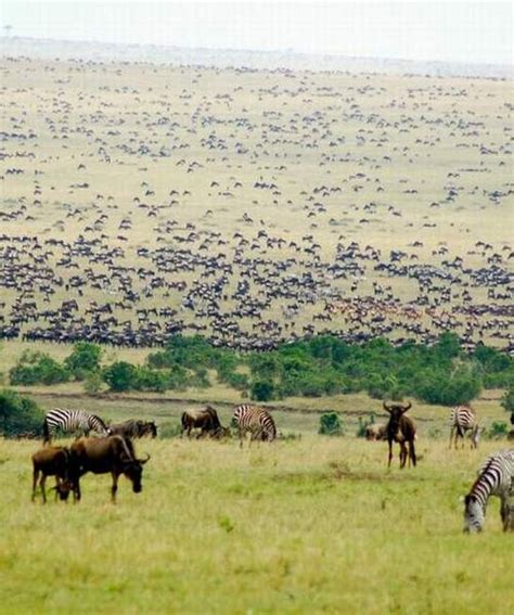 Days Masai Mara Wildebeest Migration Safari