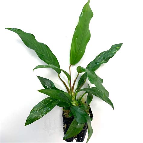 Anubias Barteri Glabra In Pot Achtergrond Reptifood