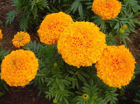 African Marigold F1 Hybrid Inca