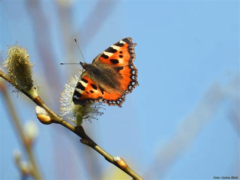 Fondos De Pantalla Vlinders Mariposas Naturaleza Fauna Silvestre