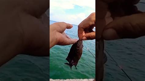 Mancing Ikan Kerapu Di Laut Youtube