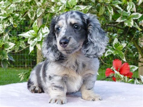 69 Long Hair Dapple Dachshund For Sale Photo Bleumoonproductions