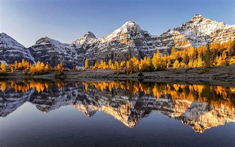 Perfect Conditions On The Larch Valley Moraine Lake Alberta Trees