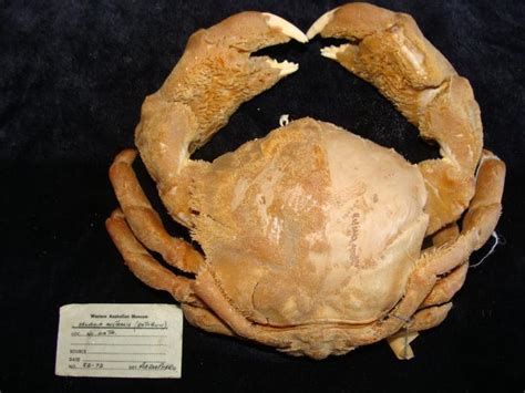 Drum Favourites The Southern Sponge Crab Western Australian Museum