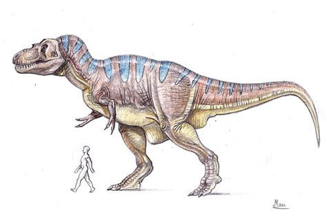 T-rex size comparison by MoriceMonkey93 on DeviantArt