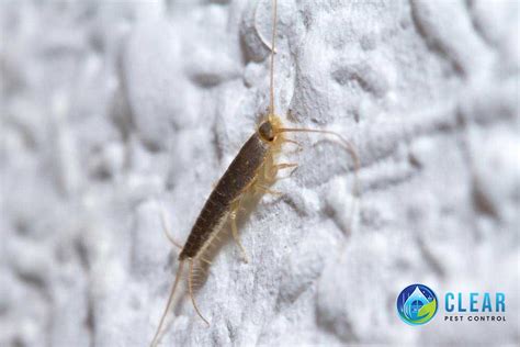 Silverfish Removal Dublin