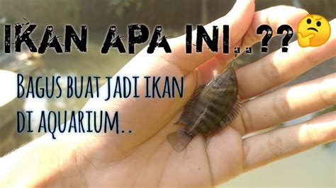 Mancing Di Sarangnya Ikan Aneh Atau Unik Youtube